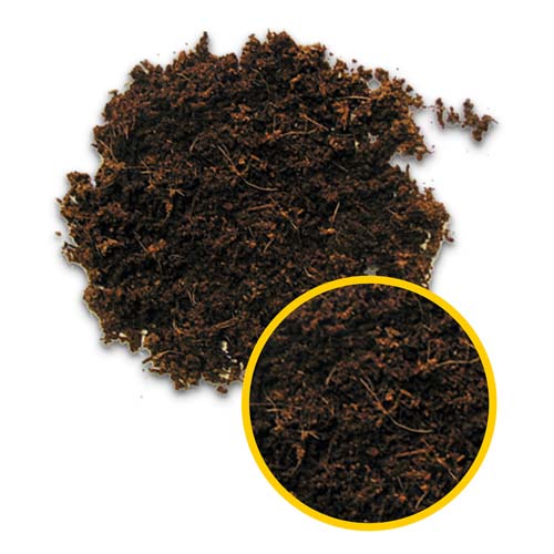 terrano_forest_4l.jpg terrano_forest_4l.jpg